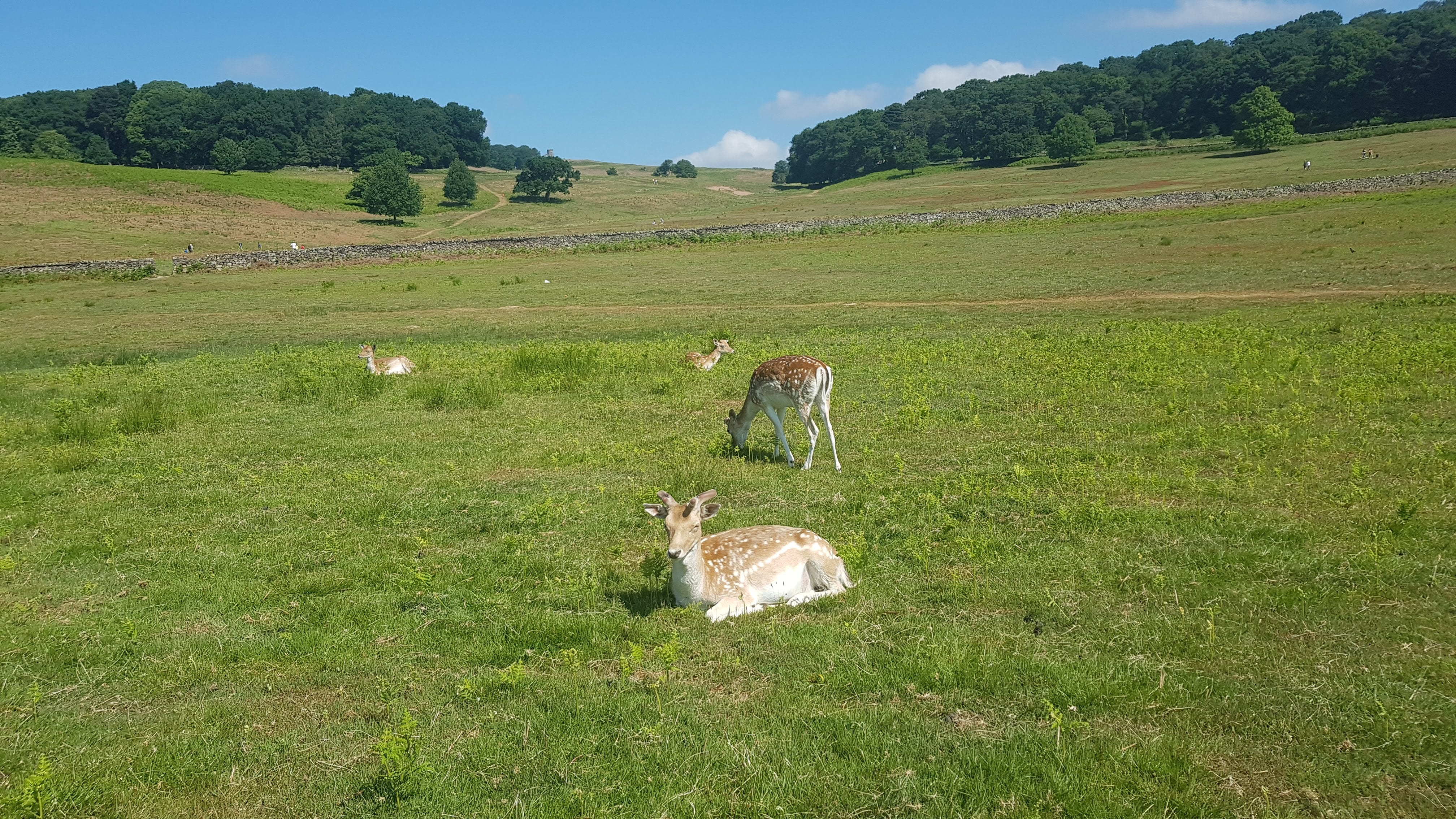 Deers at Bradgate Park